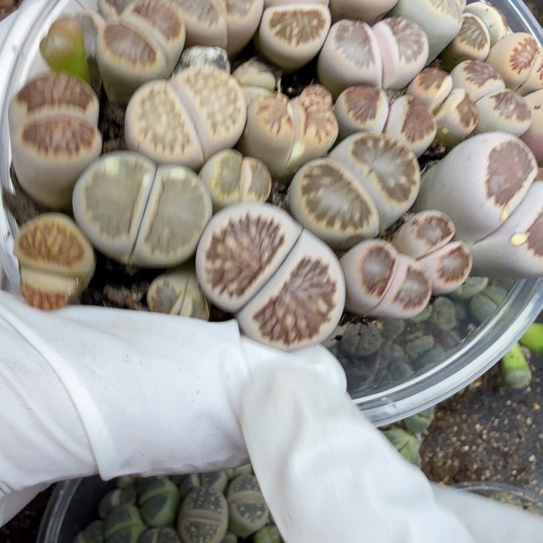 我就去看看她家门口259好