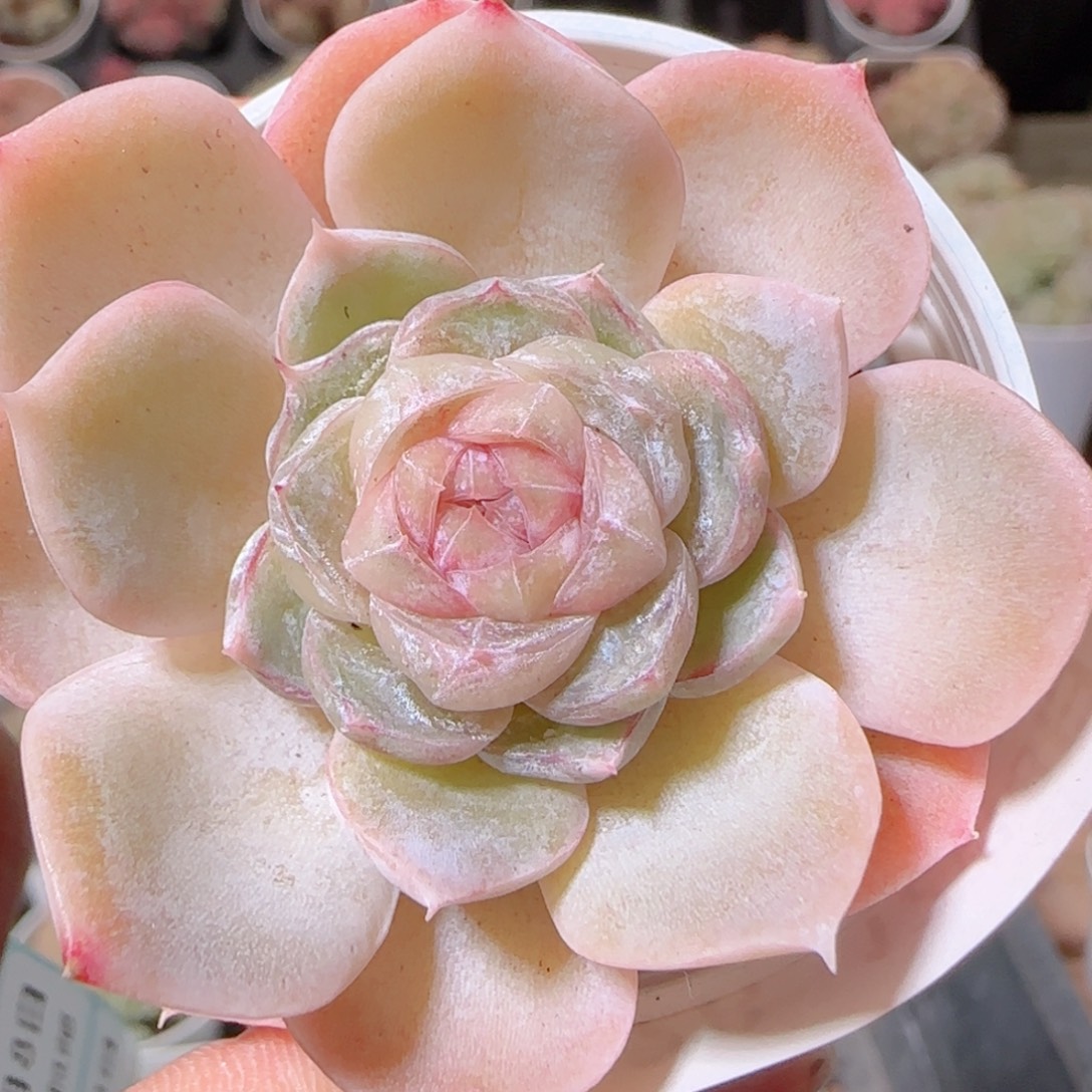 花语多肉1208-228溏心