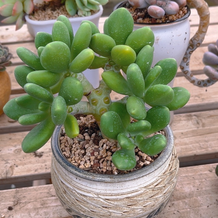芒果奶多肉植物8111