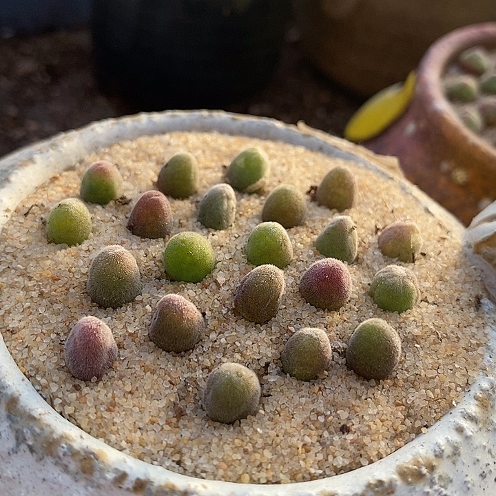 25513园艺小宝辉一颗