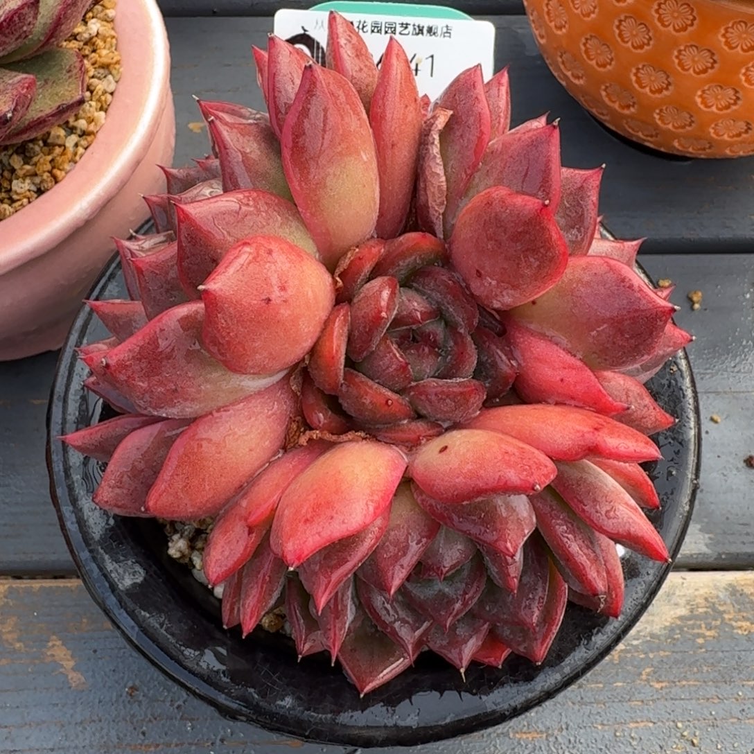 从前慢多肉精选编号1226.41