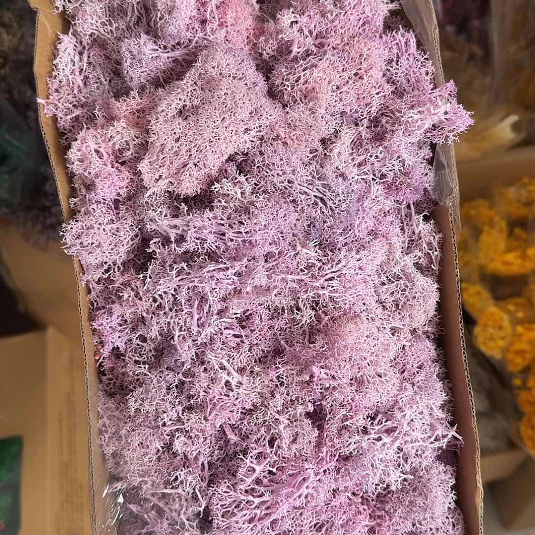 D58号粉色永生苔藓