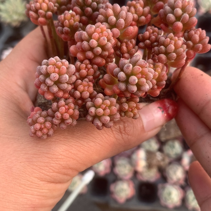 浆果。（满9.99包邮不满9.99发空盆）