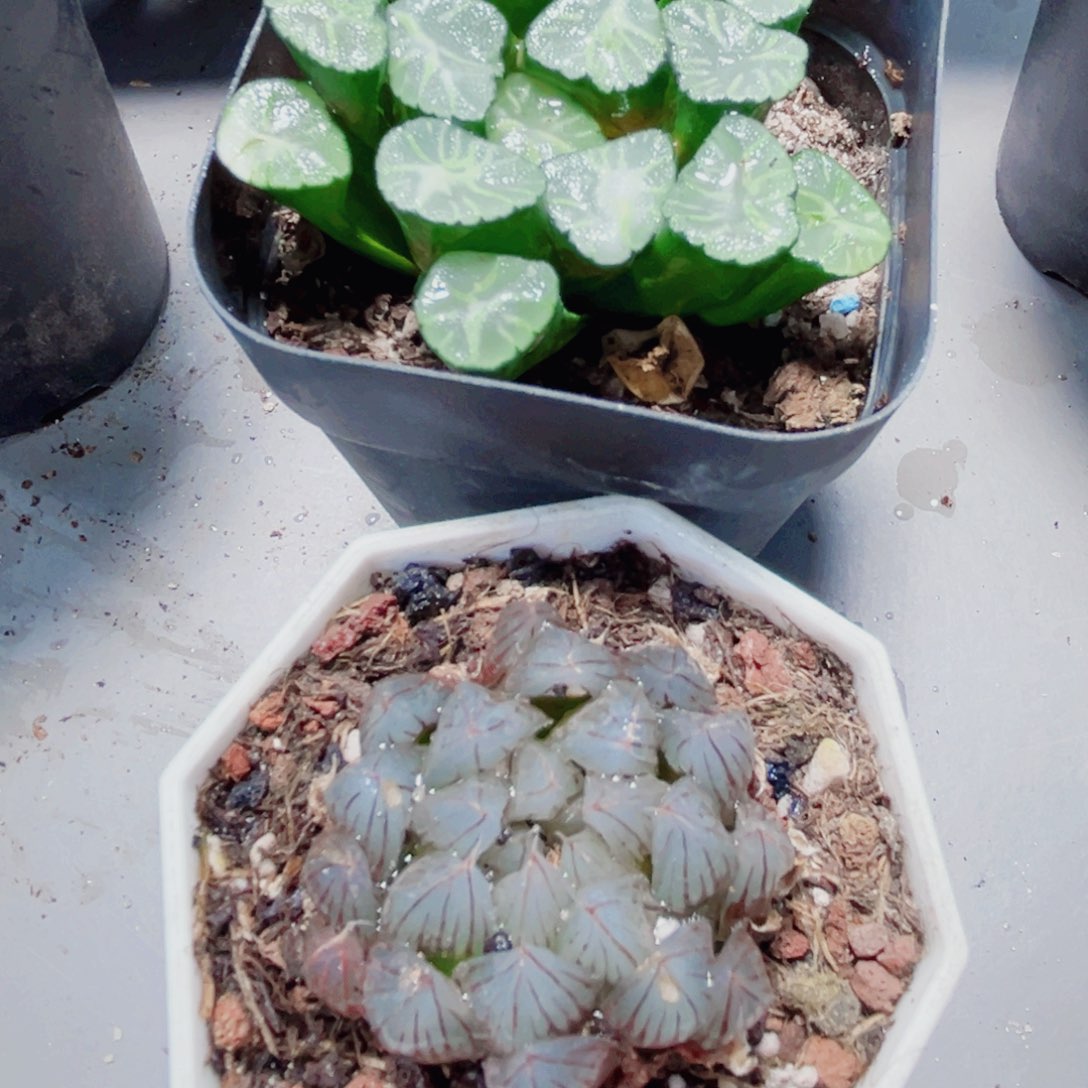 火烧云万象和粉爪爪多肉植物