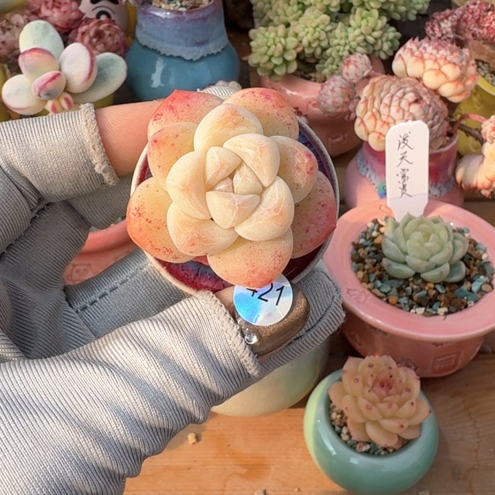 421 多肉含盆土 30元包邮 除偏远