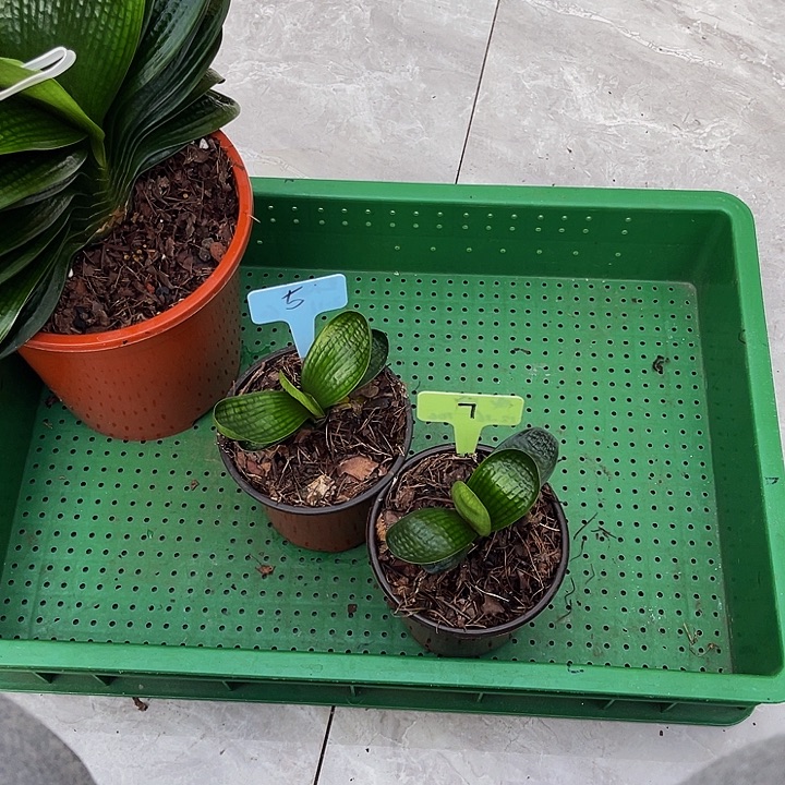 完全开放油麻娃娃寄养