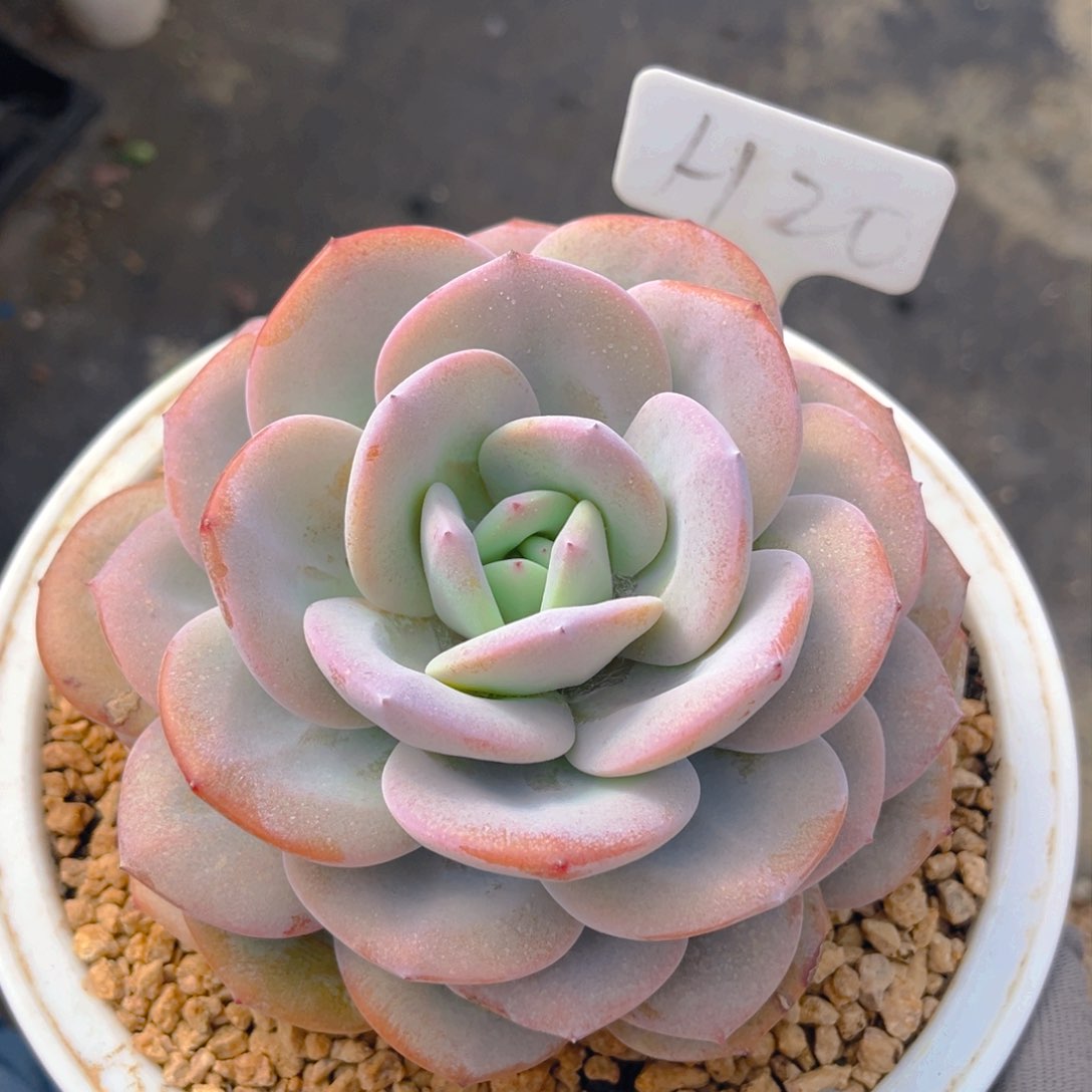 奶茶88tu tu tu tu tu tu