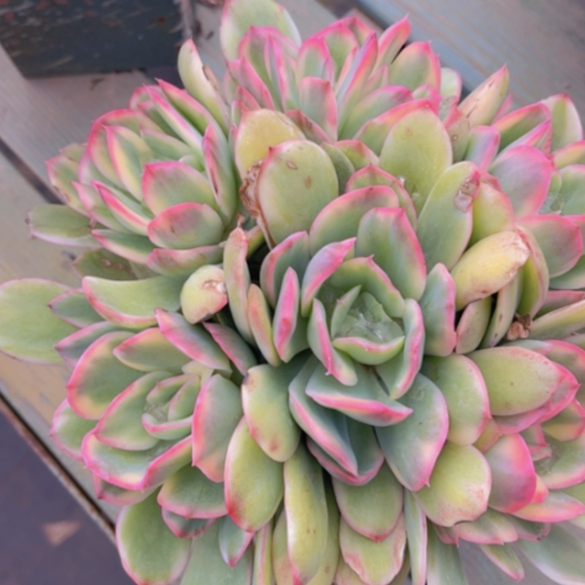 【闪购商品】绮罗锦19235