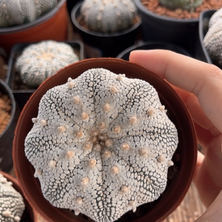 奇迹6.9一物一拍脱土发货