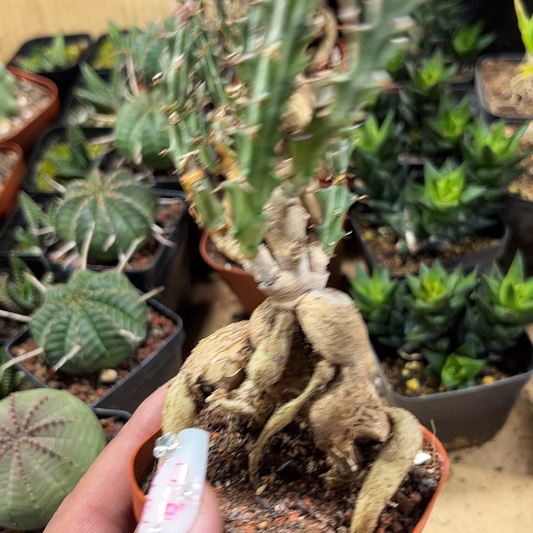 奴子麒麟单头发货