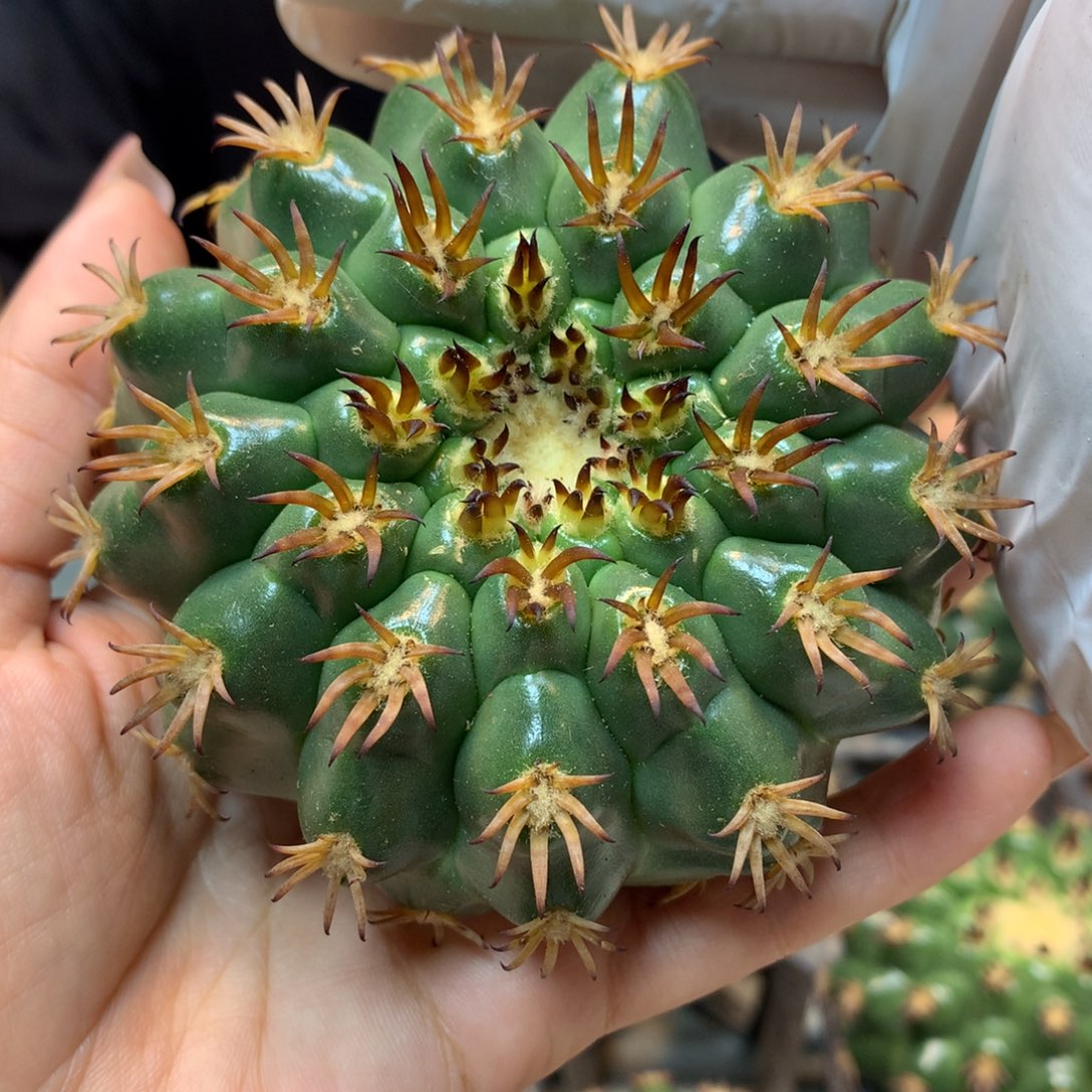      苗接 密刺猫爪圆盘玉8公分起发 无根