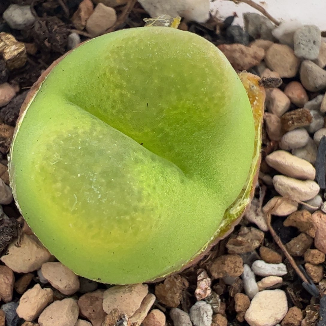 O泡多肉植物百科