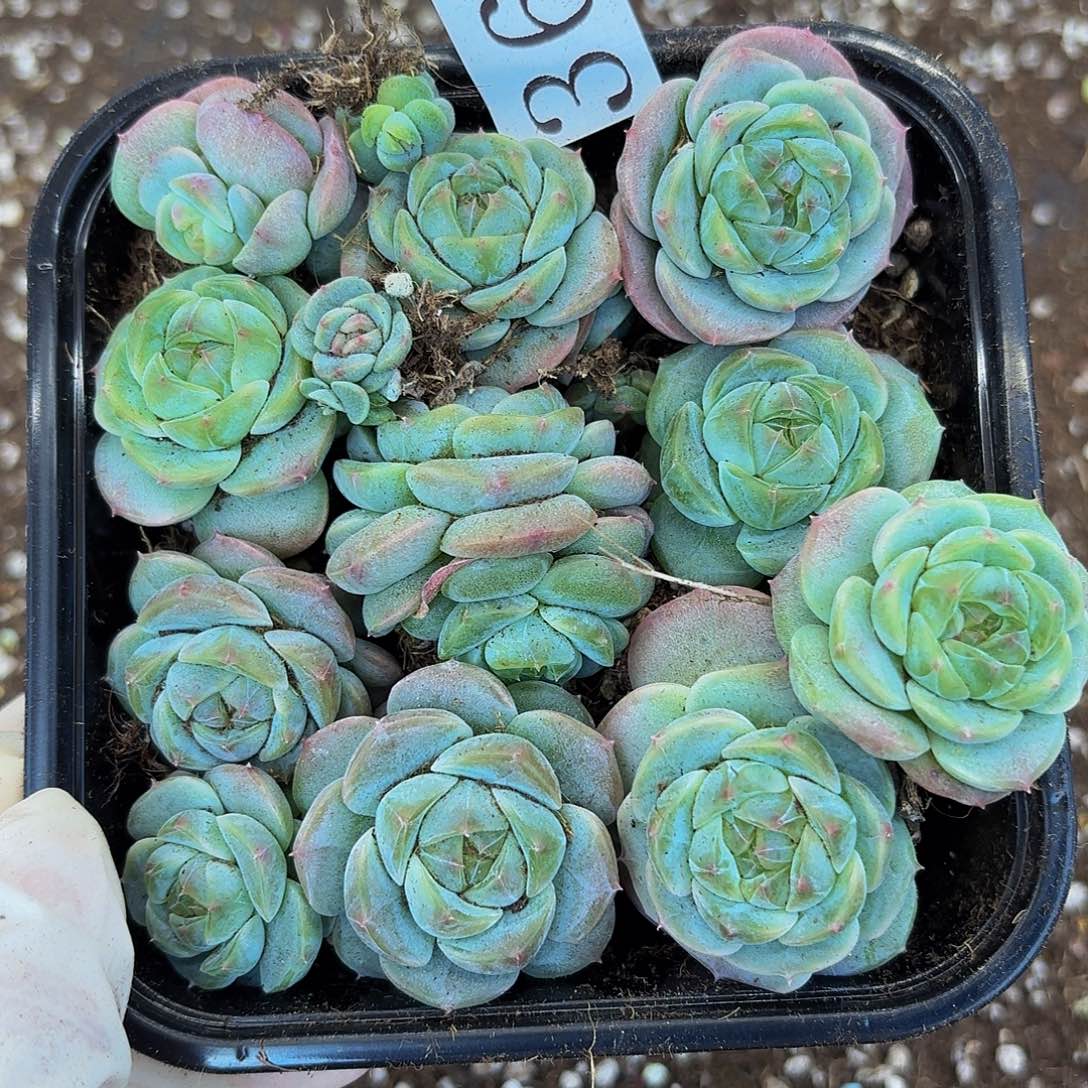 藏**呀多肉植物多肉植物369