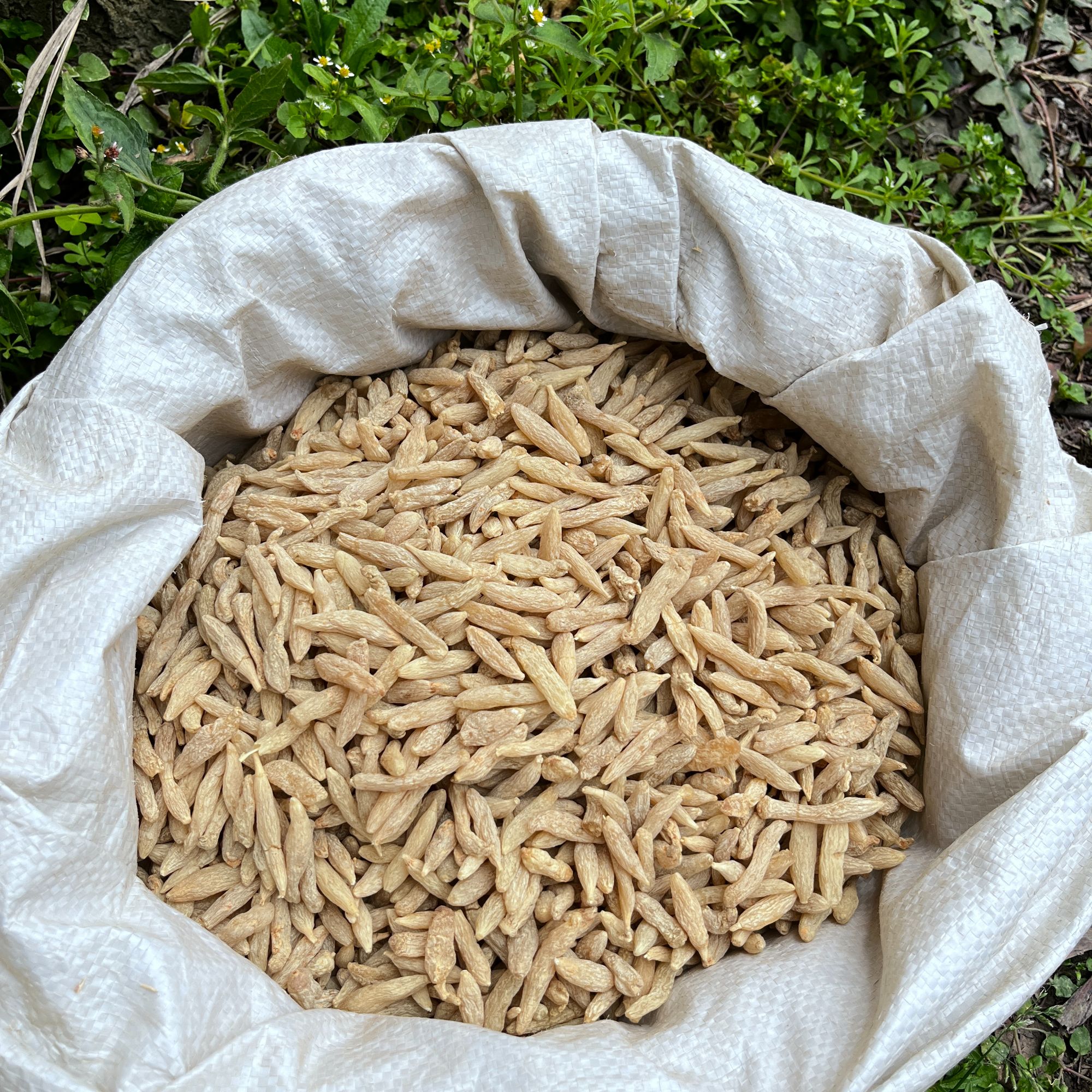 现收山货 四川 川麦冬煮水煲汤