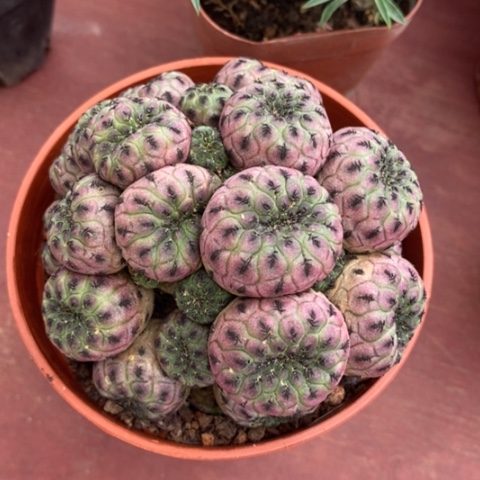 大红丽丸群8仙人球