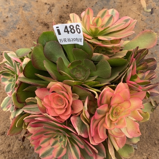 486绍修七彩多肉植物