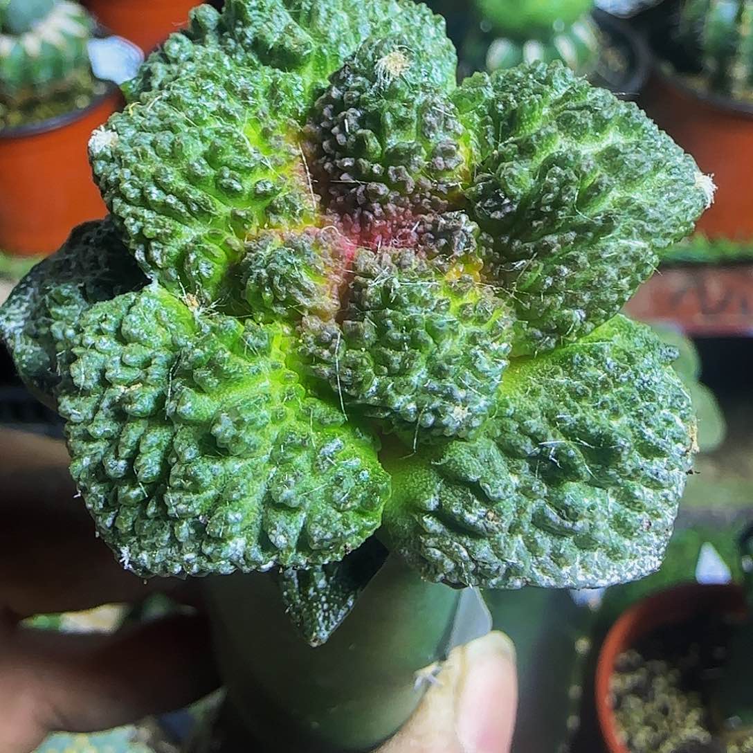 哥斯拉658仙人球开花