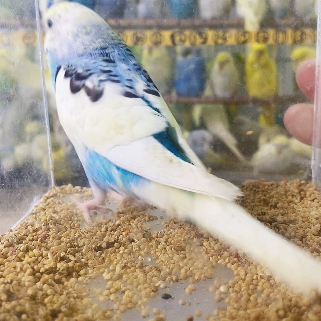 虎皮鹦鹉金彩一只