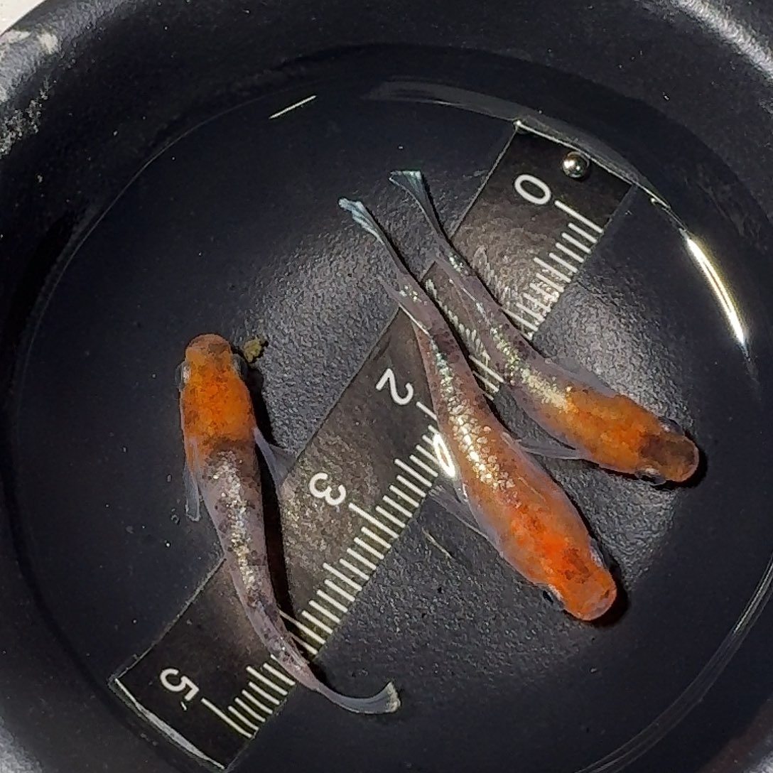 海水鱼04三色星光一组02