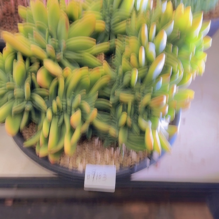 09103海洋之歌缀多肉植物