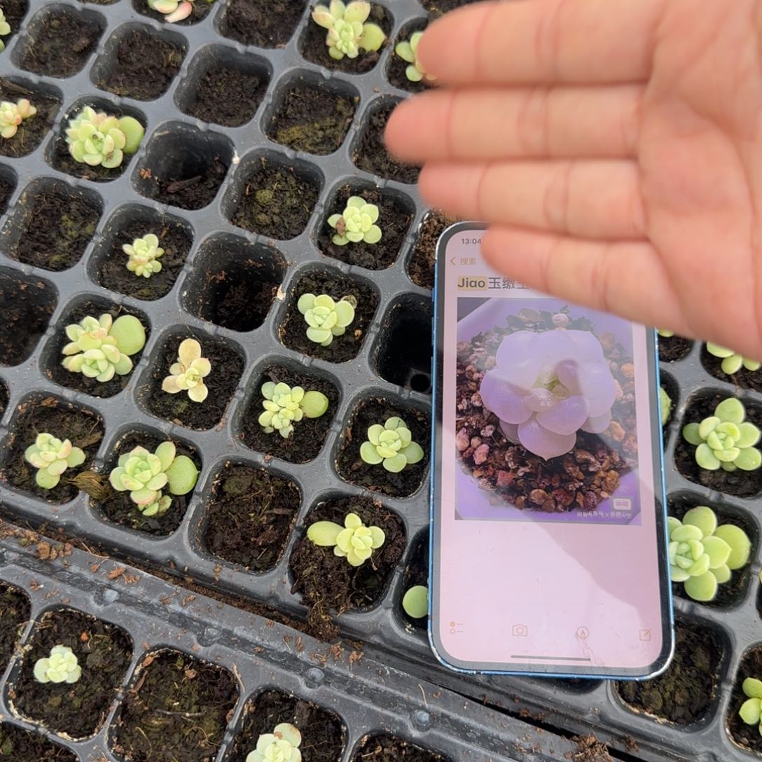 皦玉穴一个满25包邮