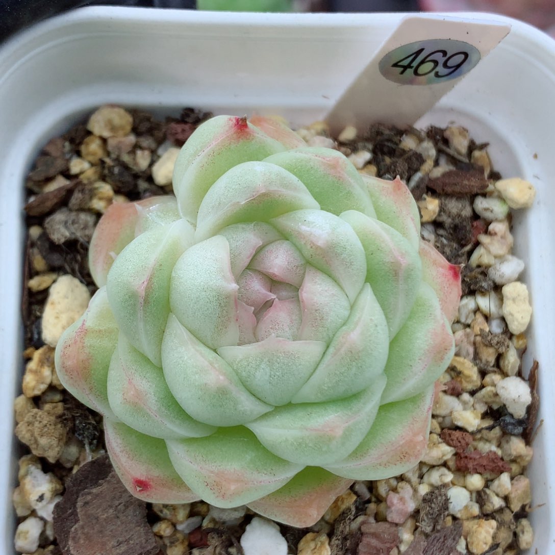 麦秆58包邮  群生不包整469