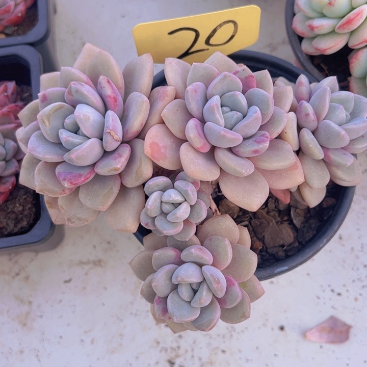 健健康康平平安安