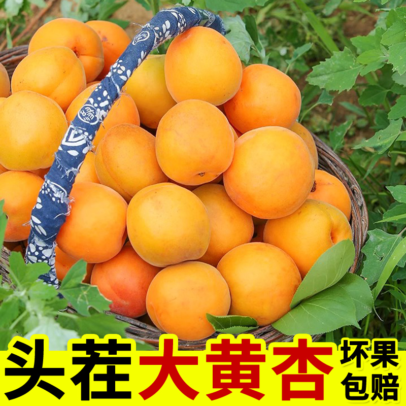 【放软吃】河南头茬大黄杏新鲜水果杏子现摘大果应季金太阳杏整箱