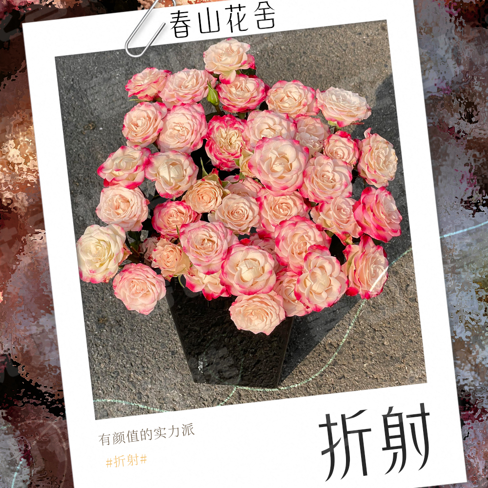 【折射】多头玫瑰鲜花丨赠营养液（拍两单发：顺丰或冷链快递+配草）