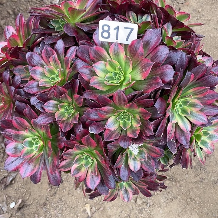 816安娜对肉植物的