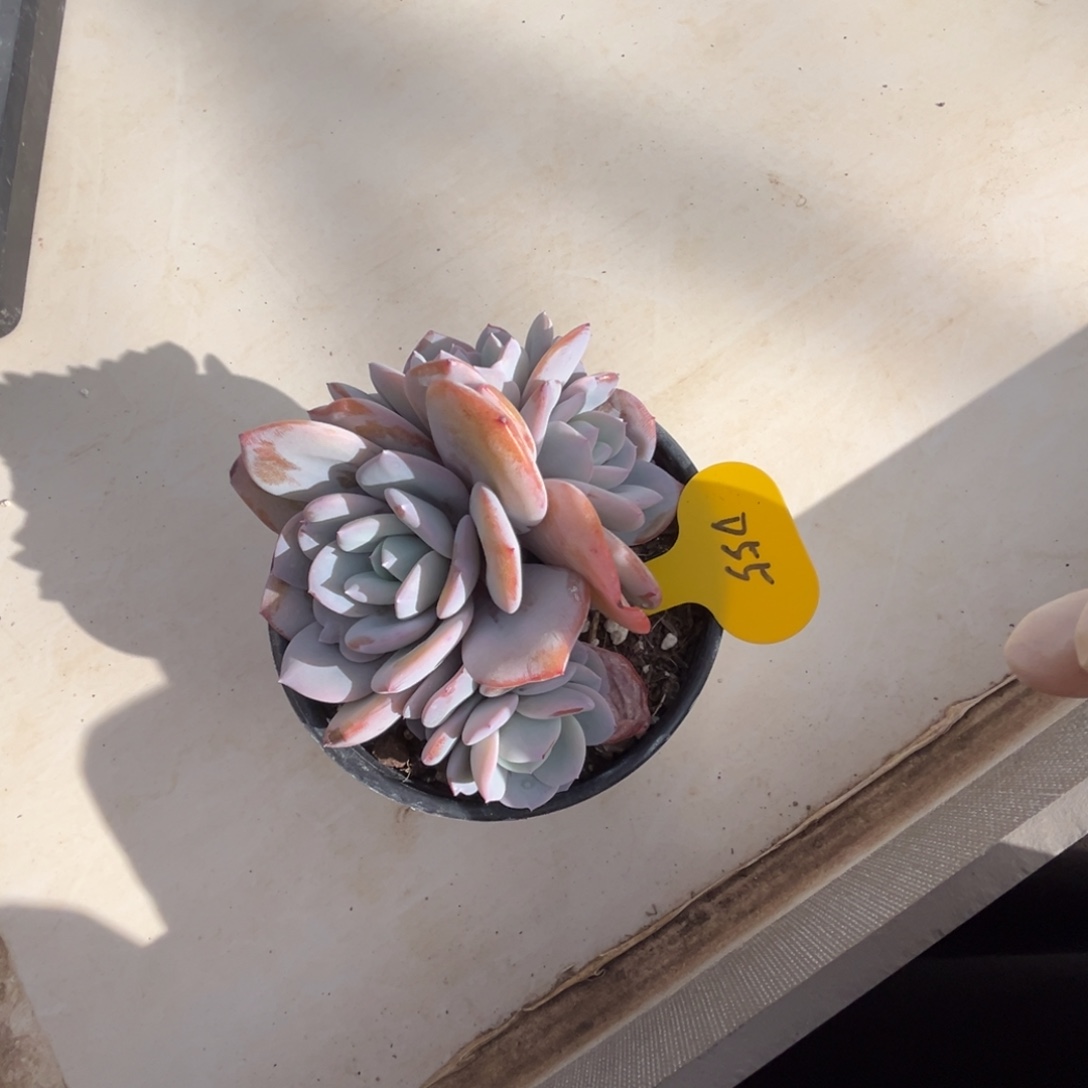 d55奶茶犹犹豫豫我爱你