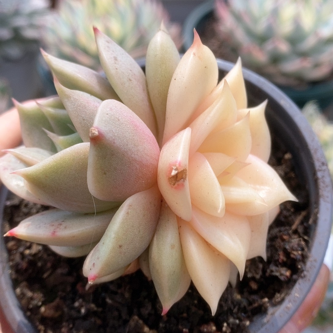 C014阴阳贝加尔湖锦锦锦锦