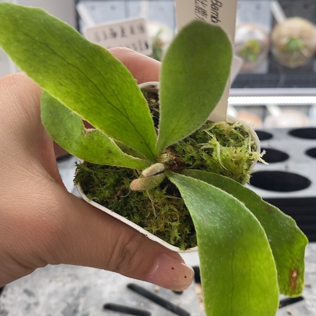 无花朵斑比鹿角蕨