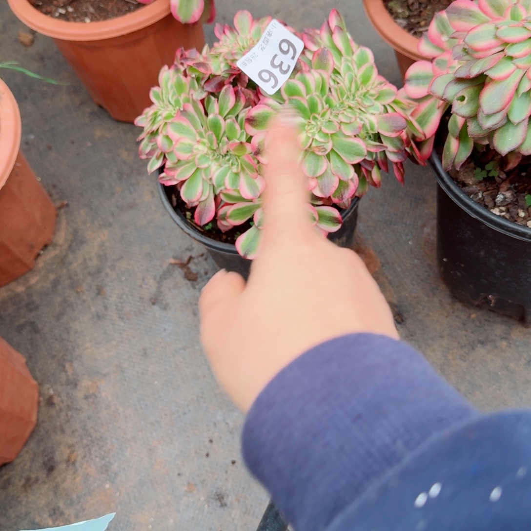 636荔枝缀化多肉植物满28包邮