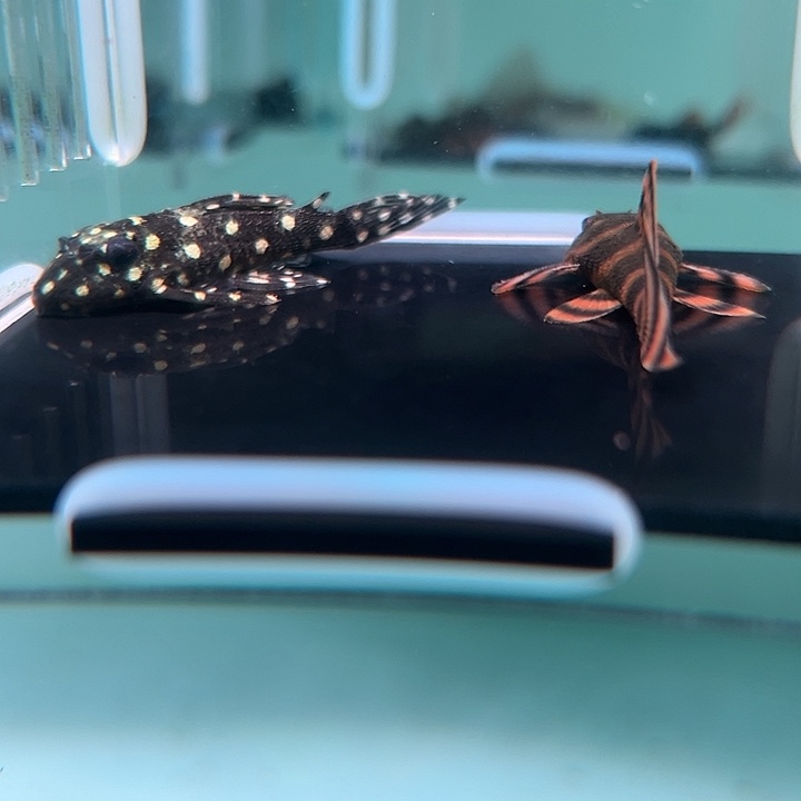 清道夫鱼28-038雪球和红老虎各一条尺寸4+