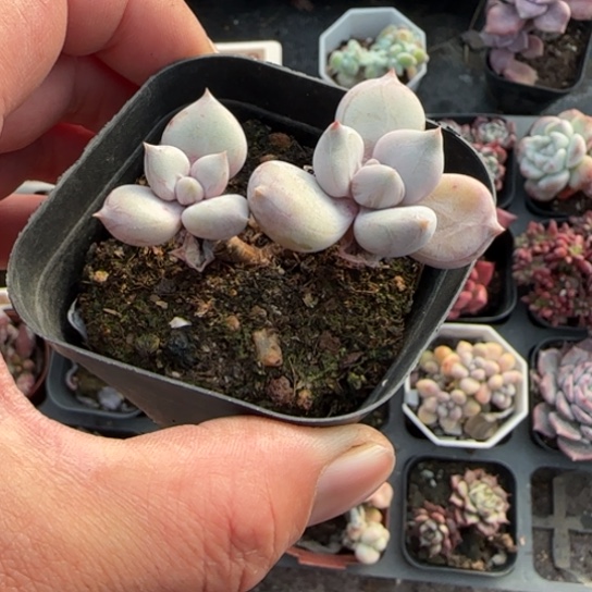 113奶油公主多肉植物多