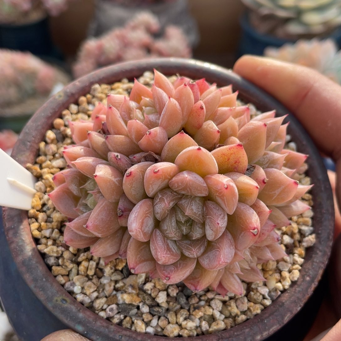 070爱莎不带盆7厘米