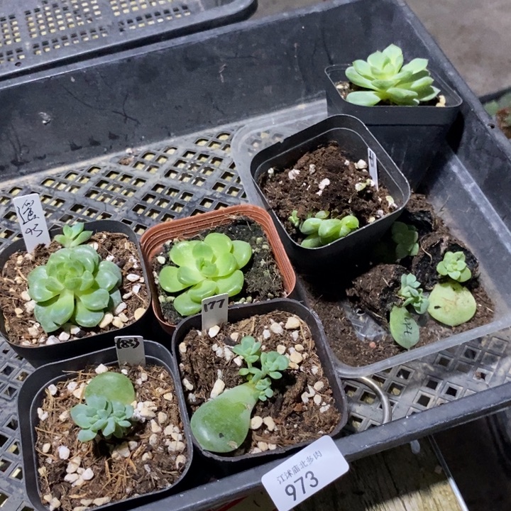 标签973打包9颗多肉