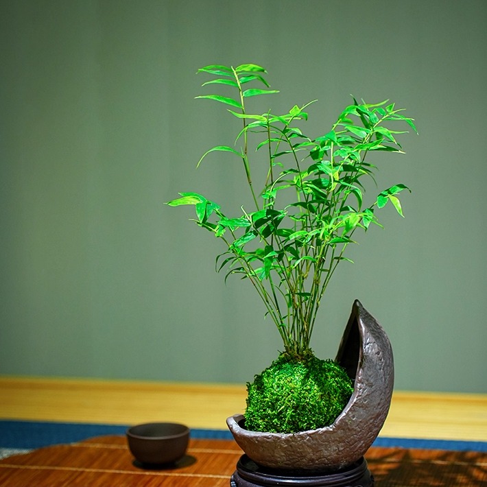 鱼缸水培观音竹苔藓球植物室内玻璃瓶竹子凤尾竹带根禅意盆栽米竹