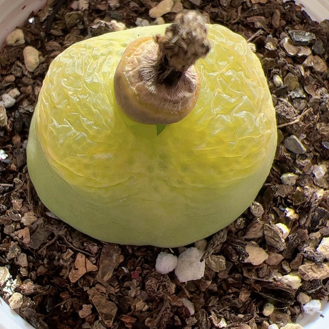 【闪购商品】145 带盆