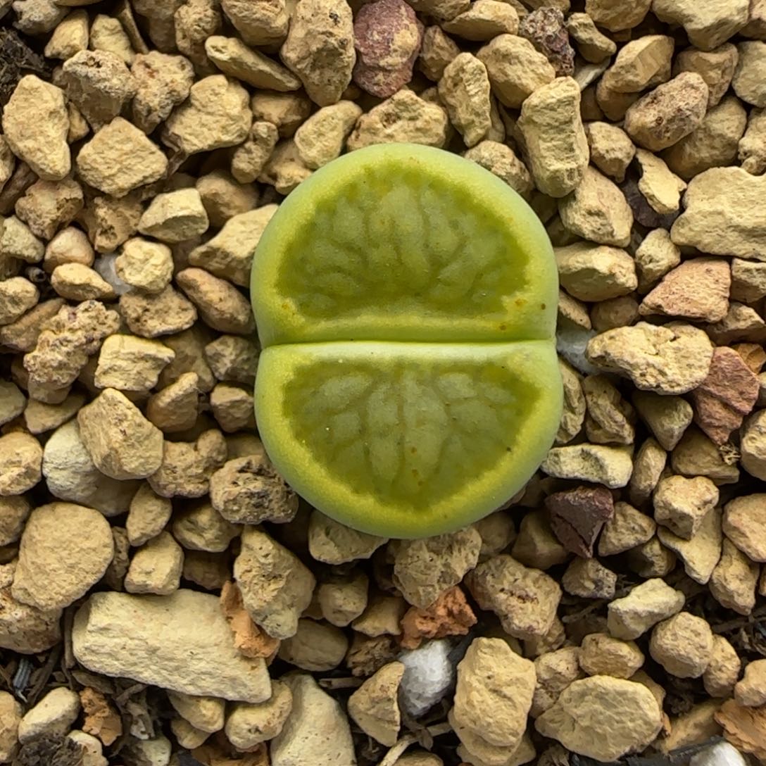 黄巴黎绿菊福利大棚直播30包邮