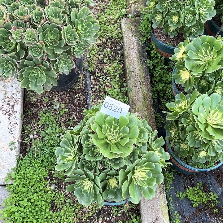 0520辛尼亚多肉植物