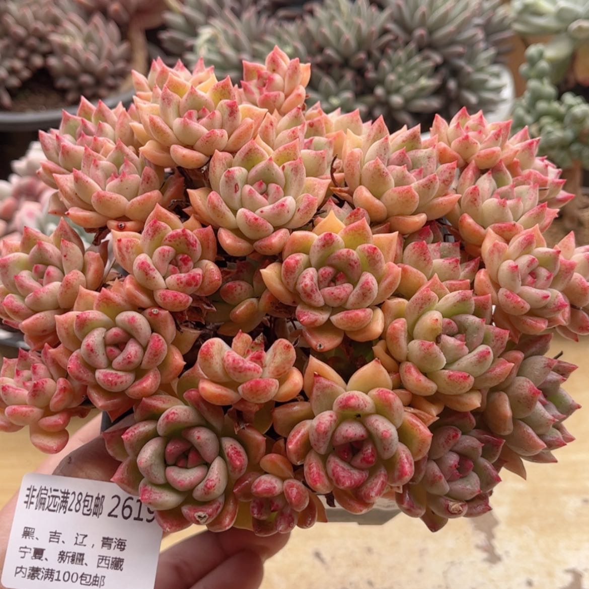 【闪购商品】2619璀璨