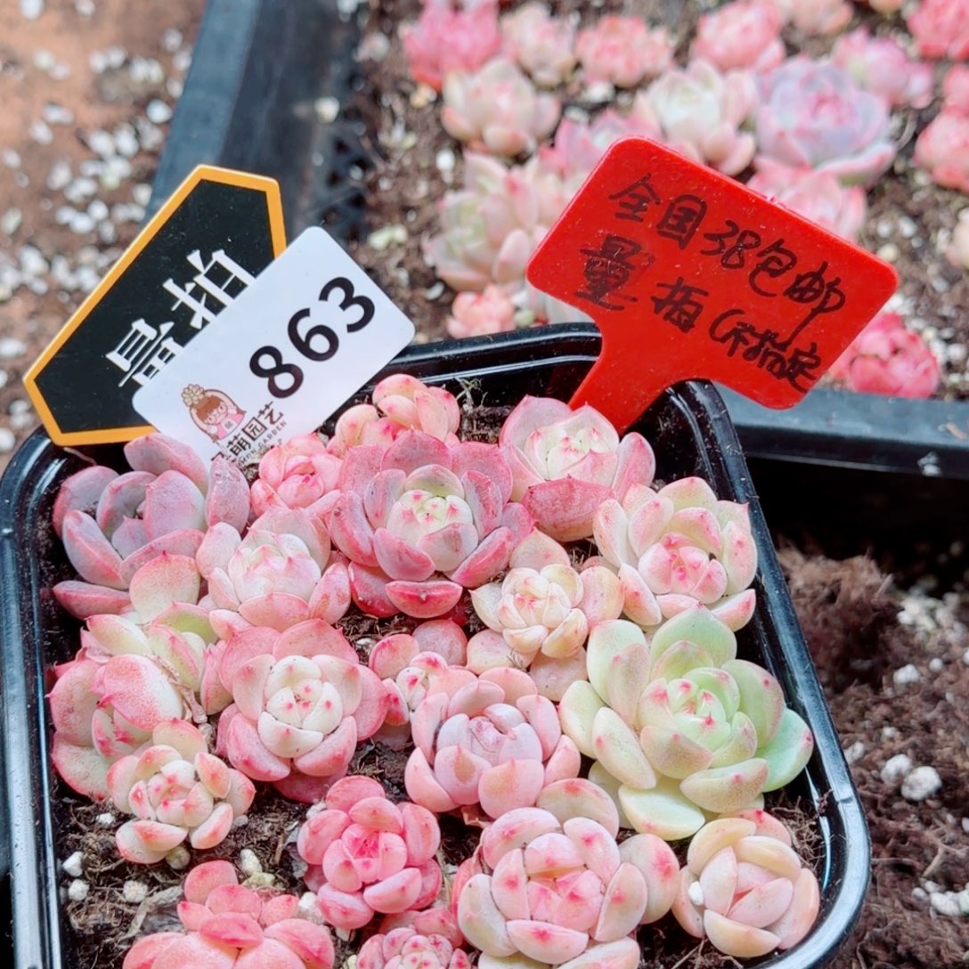 多肉植物多肉植物