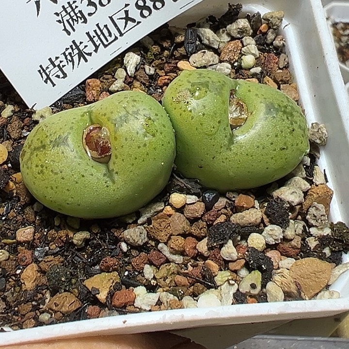 6***i352号毛杂多肉植物