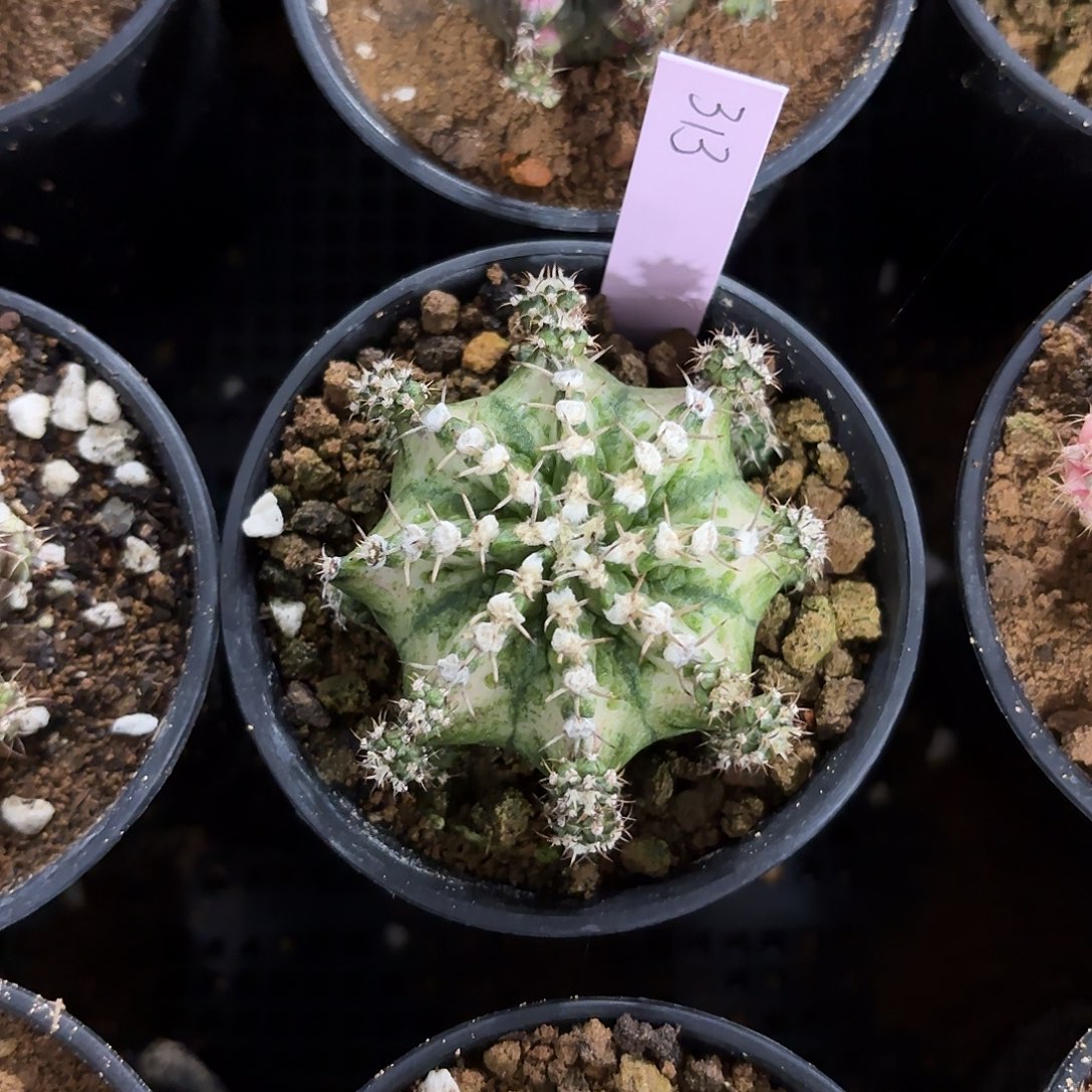 泰国米哈313-0127