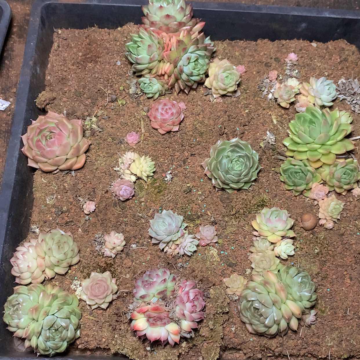 【闪购商品】云1581