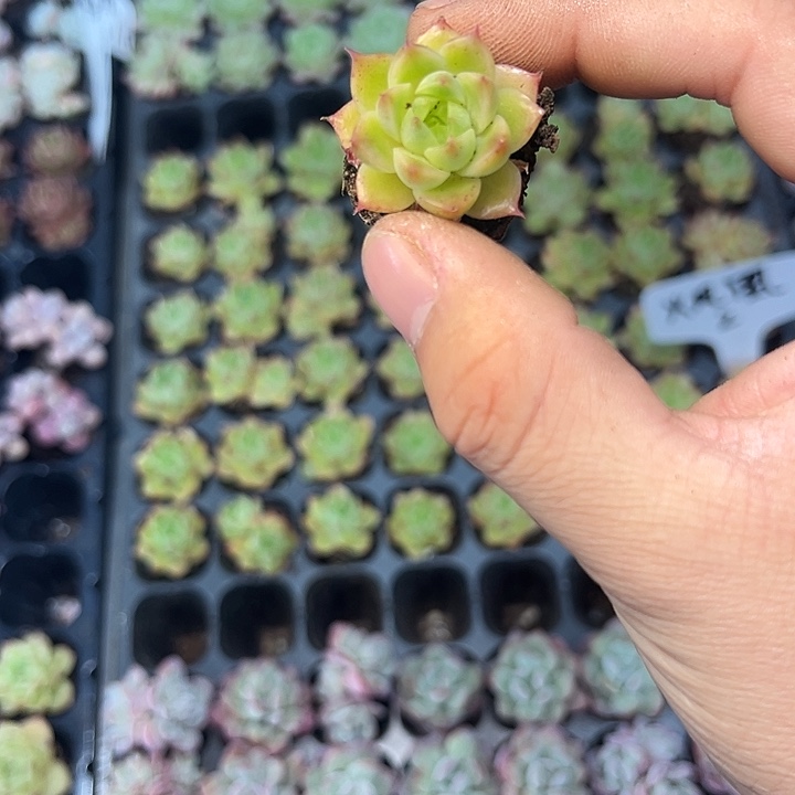 火凤凰 满10颗包邮