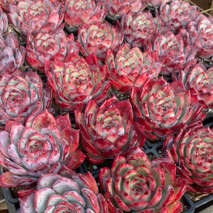 红拉糖多肉植物两单包邮