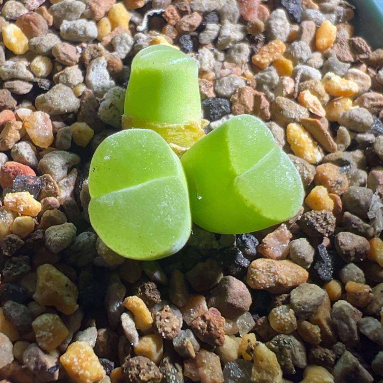 【闪购商品】Y400哈哈